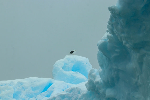 PLA32-25, Day 6, IMG_7742 © Unknown photographer - Oceanwide Expeditions.jpg