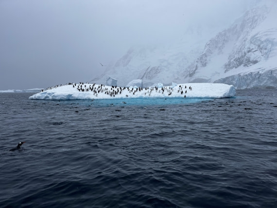 PLA32-25, Day 6, IMG_8398 © Unknown photographer - Oceanwide Expeditions.jpg