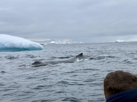 PLA32-25, Day 7, IMG_7943 © Unknown photographer - Oceanwide Expeditions.jpg