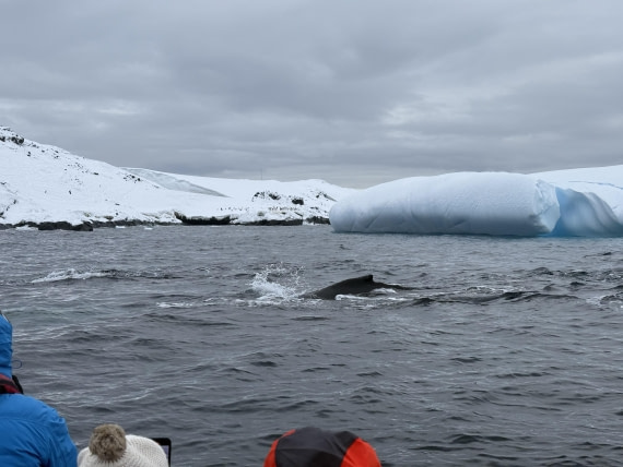 PLA32-25, Day 7, IMG_7945 © Unknown photographer - Oceanwide Expeditions.jpg