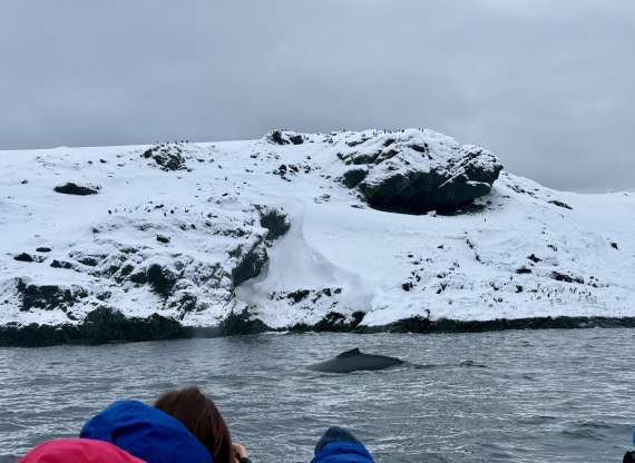 PLA32-25, Day 7, IMG_7946 © Unknown photographer - Oceanwide Expeditions.jpg