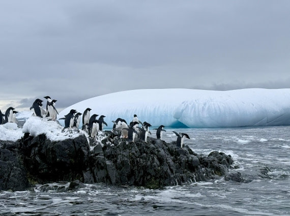 PLA32-25, Day 7, IMG_7953 © Unknown photographer - Oceanwide Expeditions.jpg