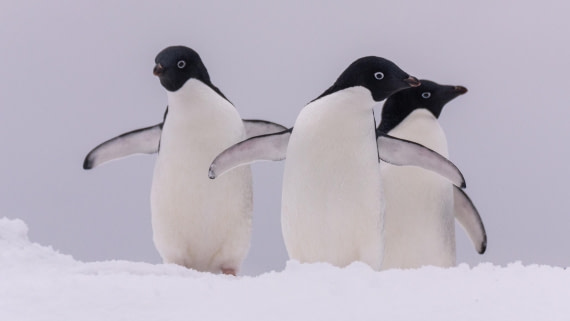 PLA32-25, Day 7, Marco_ (1) © Marco Rosso - Oceanwide Expeditions.jpg