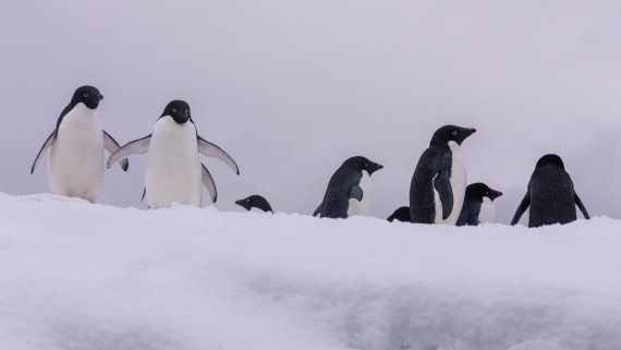 PLA32-25, Day 7, Marco_ (2) © Marco Rosso - Oceanwide Expeditions.jpg