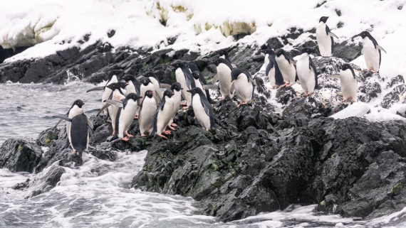 PLA32-25, Day 7, Marco_ (4) © Marco Rosso - Oceanwide Expeditions.jpg
