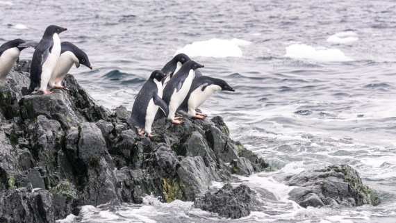 PLA32-25, Day 7, Marco_ (5) © Marco Rosso - Oceanwide Expeditions.jpg