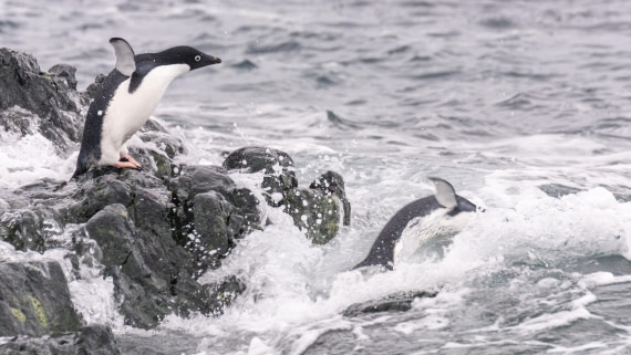 PLA32-25, Day 7, Marco_ (6) © Marco Rosso - Oceanwide Expeditions.jpg