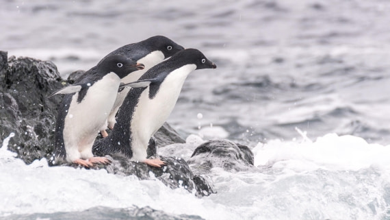 PLA32-25, Day 7, Marco_ (7) © Marco Rosso - Oceanwide Expeditions.jpg