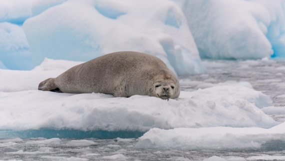 PLA32-25, Day 7, Marco_ (8) © Marco Rosso - Oceanwide Expeditions.jpg
