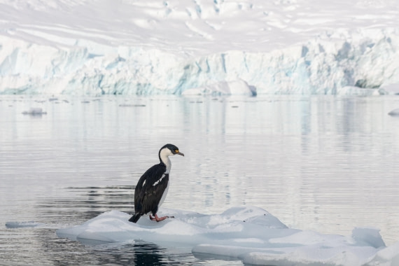 PLA32-25, Day 8, _DSC0417-Modifica © Unknown photographer - Oceanwide Expeditions.jpg