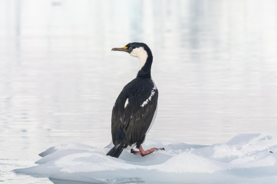 PLA32-25, Day 8, _DSC0418 © Unknown photographer - Oceanwide Expeditions.jpg