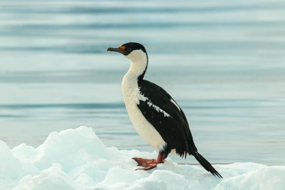 PLA32-25, Day 8, IMG_7750 © Unknown photographer - Oceanwide Expeditions.jpg