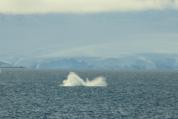 PLA32-25, Day 8, IMG_7799 © Unknown photographer - Oceanwide Expeditions.jpg