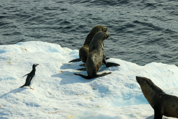 PLA32-25, Day 8, IMG_7792 © Unknown photographer - Oceanwide Expeditions.jpg