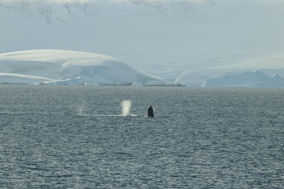 PLA32-25, Day 8, IMG_7810 © Unknown photographer - Oceanwide Expeditions.jpg