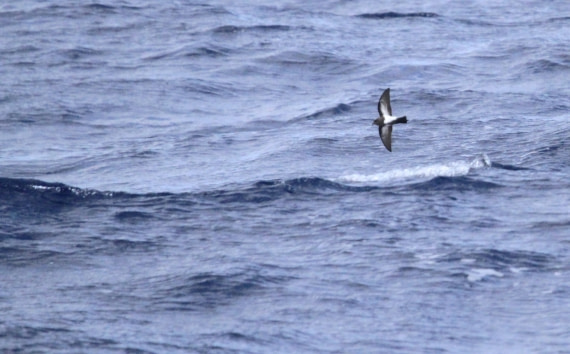 PLA32-25, Day 10, IMG_2213 © Unknown photographer - Oceanwide Expeditions.JPG