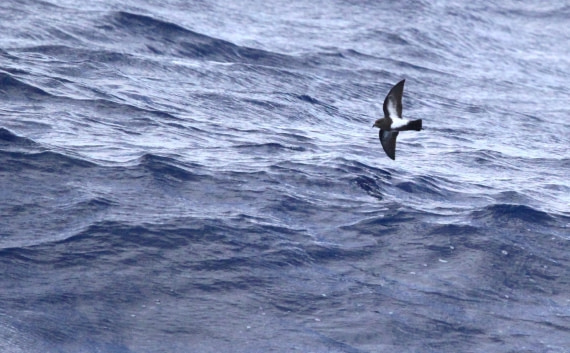 PLA32-25, Day 10, IMG_2220 © Unknown photographer - Oceanwide Expeditions.JPG