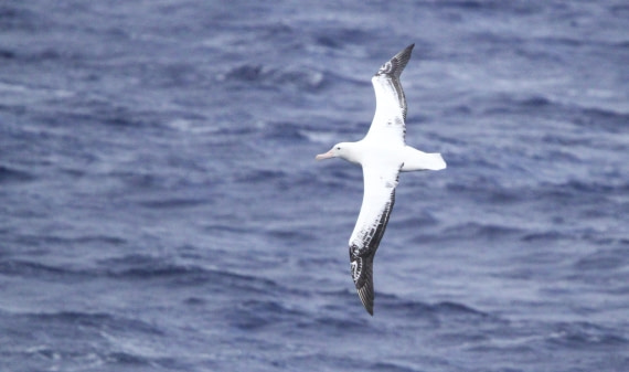 PLA32-25, Day 10, IMG_2315 © Unknown photographer - Oceanwide Expeditions.JPG