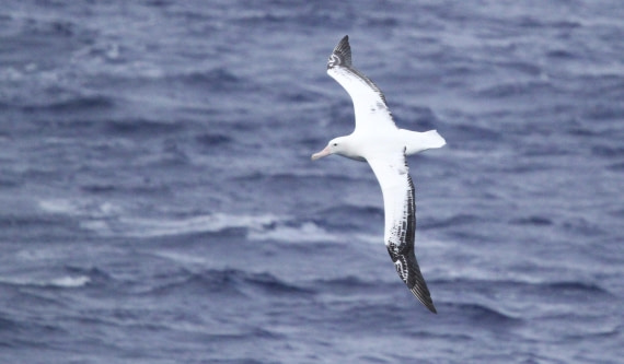 PLA32-25, Day 10, IMG_2320 © Unknown photographer - Oceanwide Expeditions.JPG