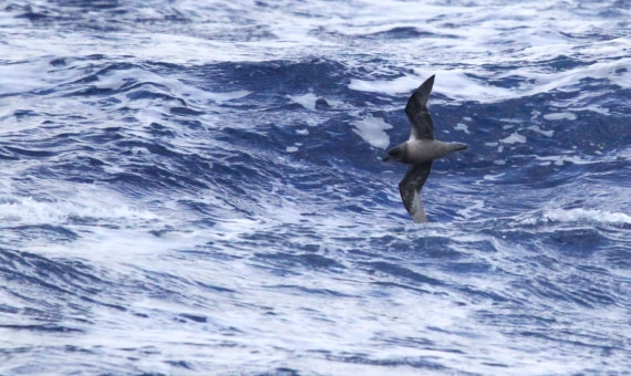 PLA32-25, Day 10, IMG_2424 © Unknown photographer - Oceanwide Expeditions.JPG