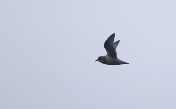 PLA32-25, Day 10, IMG_2501 © Unknown photographer - Oceanwide Expeditions.JPG