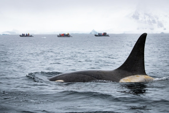 Just orcas & zodiacs