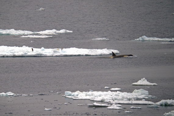 Antarctica, WeddellSea, OTL23-23, A7300653 © Angela Beckwith - Oceanwide Expeditions.jpg