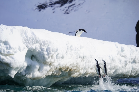 Antarctica, WeddellSea, OTL23-23, A7301524 © Angela Beckwith - Oceanwide Expeditions.JPG