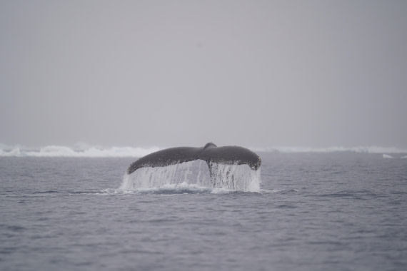 Antarctica, WeddellSea, OTL23-23, A7308819 © Angela Beckwith - Oceanwide Expeditions.JPG
