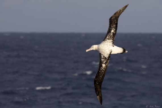 OTL32-25, Day 2, Albatross 1© Sara Jenner - Oceanwide Expeditions.jpg