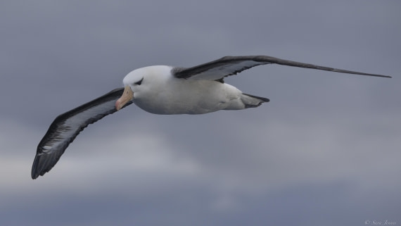 OTL32-25, Day 2, Albatross 2© Sara Jenner - Oceanwide Expeditions.jpg