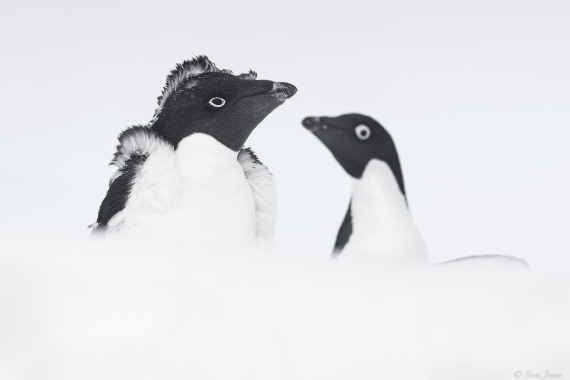 OTL32-25, Day 4, Adelie penguin 1© Sara Jenner - Oceanwide Expeditions.jpg