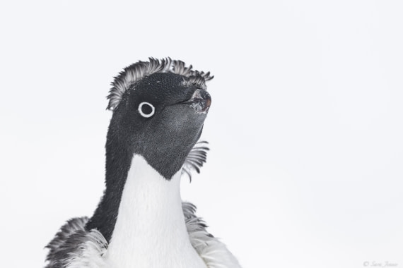 OTL32-25, Day 4, Adelie penguin 2© Sara Jenner - Oceanwide Expeditions.jpg