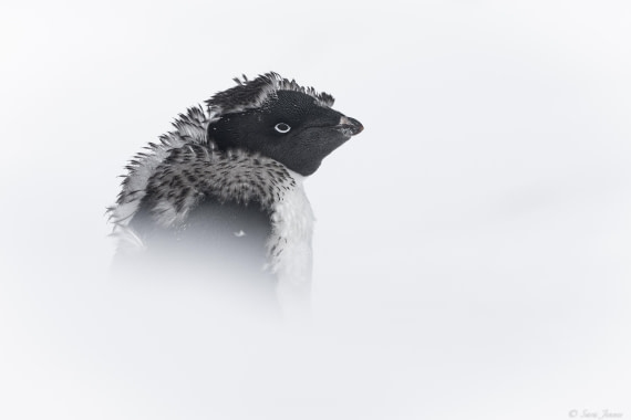 OTL32-25, Day 4, Adelie penguin 3© Sara Jenner - Oceanwide Expeditions.jpg