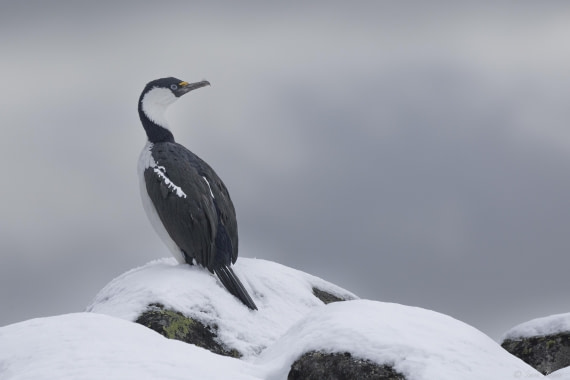 OTL32-25, Day 4, Blue eyed shag© Sara Jenner - Oceanwide Expeditions.jpg