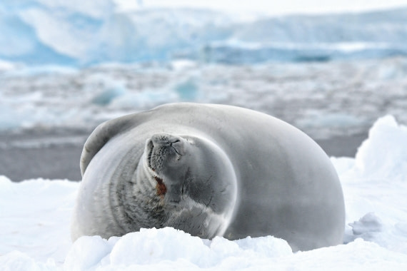 OTL32-25, Day 4, Crabeater  Prospect Point-1 © Saskia van der Meij - Oceanwide Expeditions.JPG