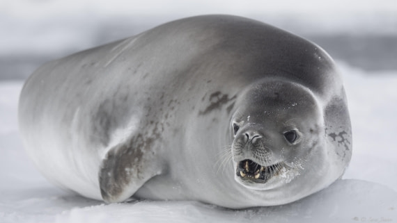 OTL32-25, Day 4, Crabeater 2© Sara Jenner - Oceanwide Expeditions.jpg