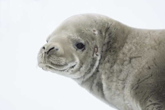 OTL32-25, Day 4, Crabeater 3© Sara Jenner - Oceanwide Expeditions.jpg