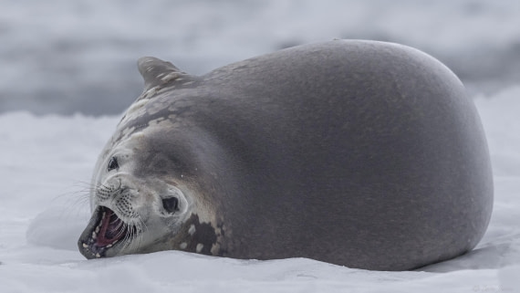 OTL32-25, Day 4, Crabeater 6© Sara Jenner - Oceanwide Expeditions.jpg