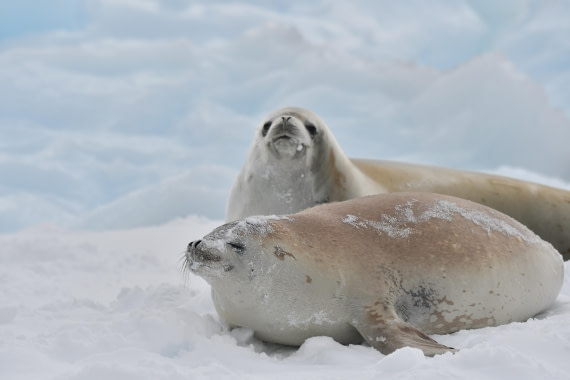 OTL32-25, Day 4, Crabeaters Prospect Point © Saskia van der Meij - Oceanwide Expeditions.JPG