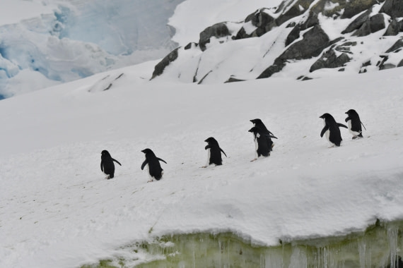 OTL32-25, Day 4, Fish Islands Adelies -Sas © Saskia van der Meij  - Oceanwide Expeditions.JPG