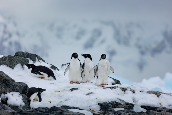 OTL32-25, Day 4, FZ1A5480-1 © Unknown photographer  - Oceanwide Expeditions.jpg