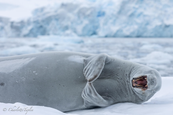 OTL32-25, Day 4, FZ1A5559-1 © Charlotte Taplin - Oceanwide Expeditions.jpg