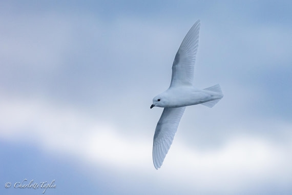 OTL32-25, Day 4, FZ1A5598-1 © Charlotte Taplin - Oceanwide Expeditions.jpg