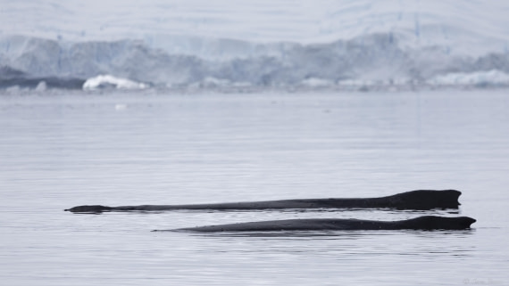 OTL32-25, Day 4, Humpback whale © Sara Jenner - Oceanwide Expeditions.jpg