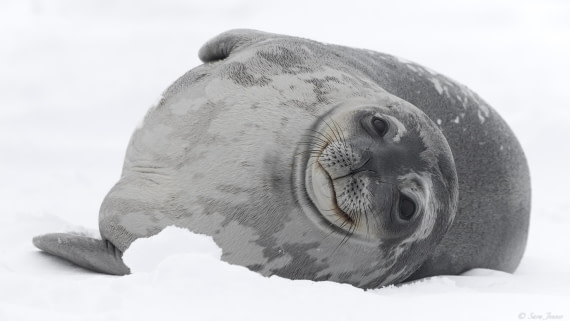 OTL32-25, Day 4, Weddell Seal 1 © Sara Jenner - Oceanwide Expeditions.jpg