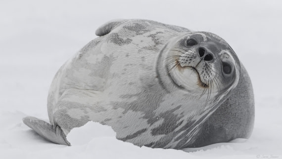 OTL32-25, Day 4, Weddell Seal 2 © Sara Jenner - Oceanwide Expeditions.jpg