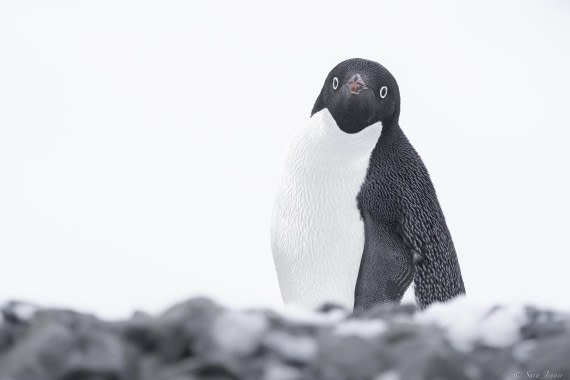 OTL32-25, Day 5, Adelie Penguin 3 (2)© Sara Jenner - Oceanwide Expeditions.jpg