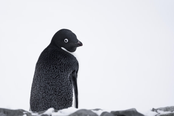OTL32-25, Day 5, Adelie Penguin 4 (2)© Sara Jenner - Oceanwide Expeditions.jpg