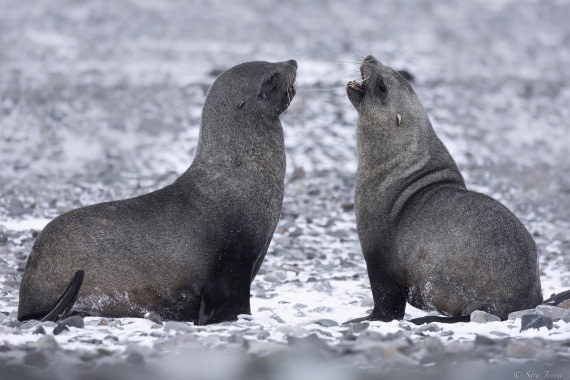 OTL32-25, Day 5, Fur seal 1© Sara Jenner - Oceanwide Expeditions.jpg